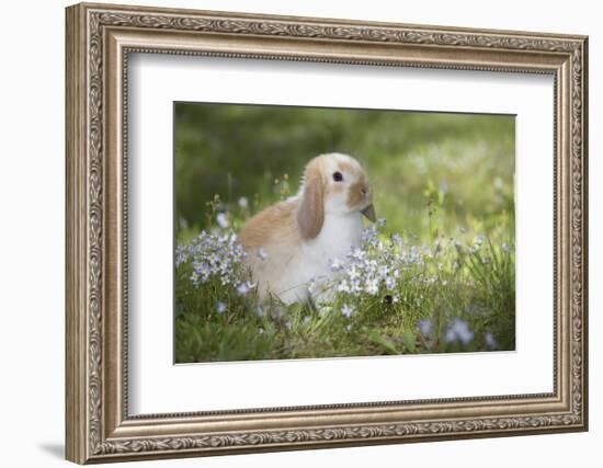 Lop Rabbit-null-Framed Photographic Print