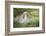 Lop Rabbit-null-Framed Photographic Print