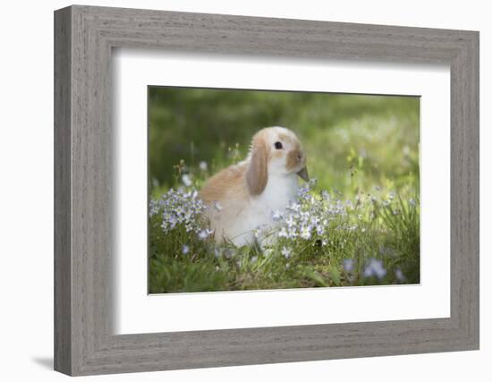 Lop Rabbit-null-Framed Photographic Print