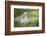 Lop Rabbit-null-Framed Photographic Print