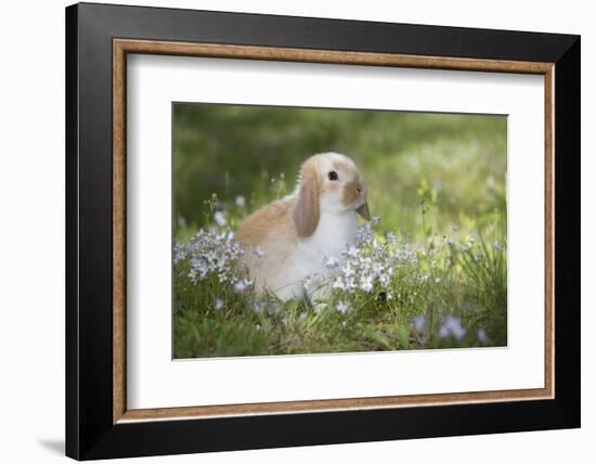 Lop Rabbit-null-Framed Photographic Print