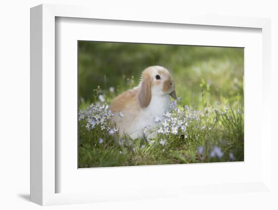 Lop Rabbit-null-Framed Photographic Print