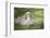 Lop Rabbit-null-Framed Photographic Print