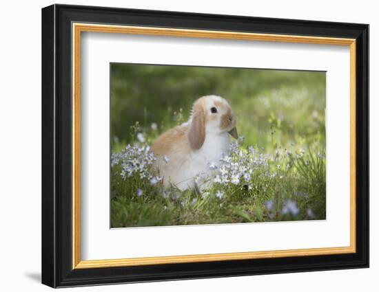 Lop Rabbit-null-Framed Photographic Print