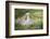 Lop Rabbit-null-Framed Photographic Print