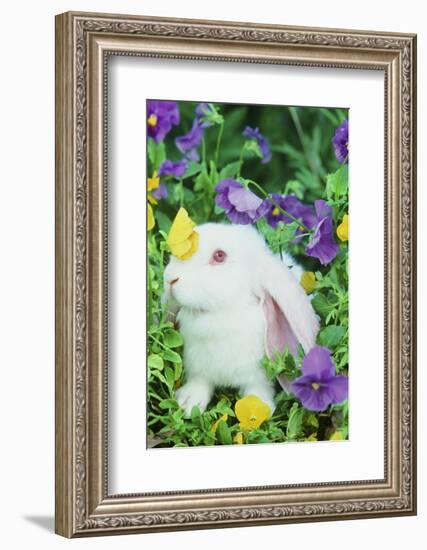 Lop Rabbit-null-Framed Photographic Print