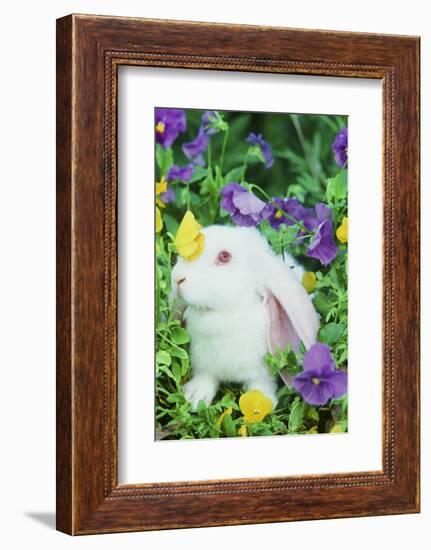 Lop Rabbit-null-Framed Photographic Print