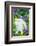 Lop Rabbit-null-Framed Photographic Print