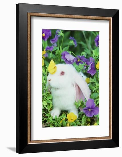 Lop Rabbit-null-Framed Photographic Print