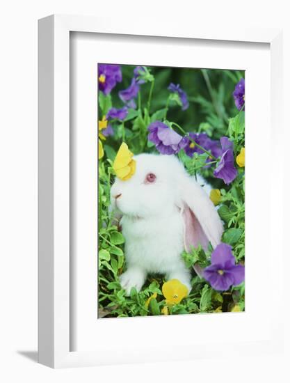 Lop Rabbit-null-Framed Photographic Print