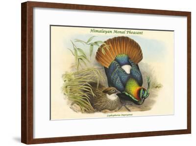 Lophophorus Impeyanus Himalayan Monal Pheasant Art Print John Gould Art Com