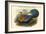 Lophophorus L'Huysi - De L'Huys' Monal Himalayan Pheasant-John Gould-Framed Art Print