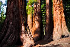 Giant Sequoias in Yosemite National Park,California-lorcel-Mounted Photographic Print