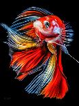 Colorful Fish-Lord Amihere-Giclee Print