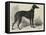 Lord Lurgan's Greyhound, Master M'Grath-Samuel John Carter-Framed Premier Image Canvas