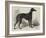 Lord Lurgan's Greyhound, Master M'Grath-Samuel John Carter-Framed Giclee Print