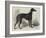 Lord Lurgan's Greyhound, Master M'Grath-Samuel John Carter-Framed Giclee Print