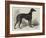 Lord Lurgan's Greyhound, Master M'Grath-Samuel John Carter-Framed Giclee Print