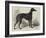 Lord Lurgan's Greyhound, Master M'Grath-Samuel John Carter-Framed Giclee Print