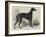 Lord Lurgan's Greyhound, Master M'Grath-Samuel John Carter-Framed Giclee Print