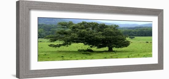 Lord Of The Trees-Herb Dickinson-Framed Photographic Print