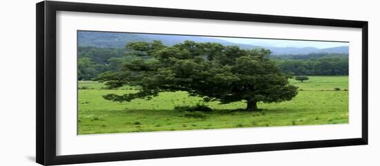 Lord Of The Trees-Herb Dickinson-Framed Photographic Print