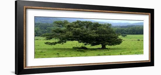 Lord Of The Trees-Herb Dickinson-Framed Photographic Print