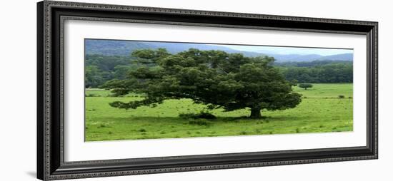 Lord Of The Trees-Herb Dickinson-Framed Photographic Print