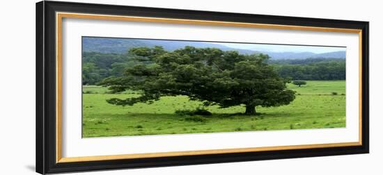 Lord Of The Trees-Herb Dickinson-Framed Photographic Print