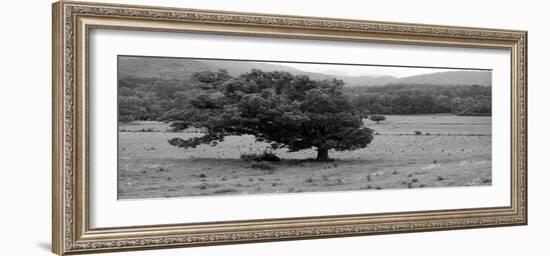 Lord Of The Trees-Herb Dickinson-Framed Photographic Print