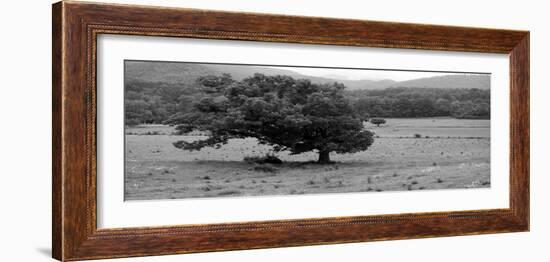 Lord Of The Trees-Herb Dickinson-Framed Photographic Print