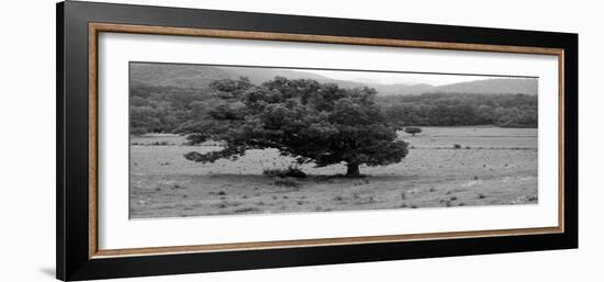 Lord Of The Trees-Herb Dickinson-Framed Photographic Print