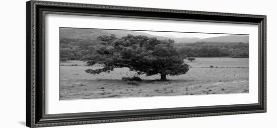 Lord Of The Trees-Herb Dickinson-Framed Photographic Print