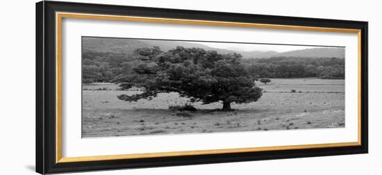 Lord Of The Trees-Herb Dickinson-Framed Photographic Print