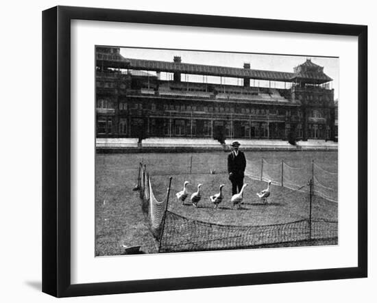 Lord's Cricket Ground as a Goose Farm, 1915-null-Framed Photographic Print