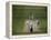 Lord's Cricket Ground, London, England-null-Framed Premier Image Canvas