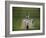 Lord's Cricket Ground, London, England-null-Framed Photographic Print