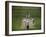 Lord's Cricket Ground, London, England-null-Framed Photographic Print