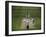 Lord's Cricket Ground, London, England-null-Framed Photographic Print