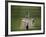 Lord's Cricket Ground, London, England-null-Framed Photographic Print