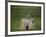 Lord's Cricket Ground, London, England-null-Framed Photographic Print