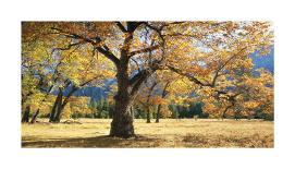 Yosemite Black Oaks-Loren Soderberg-Framed Giclee Print