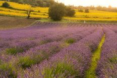 Lavender fields at sunset, Corinaldo, Marche, Italy, Europe-Lorenzo Mattei-Photographic Print