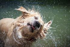 Golden Retriever Shaking off Water-Lorenzo Patoia-Photographic Print