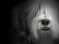 Sheepdog-Lori Hutchison-Photographic Print