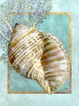 Scallop Shell and Coral-Lori Schory-Framed Stretched Canvas