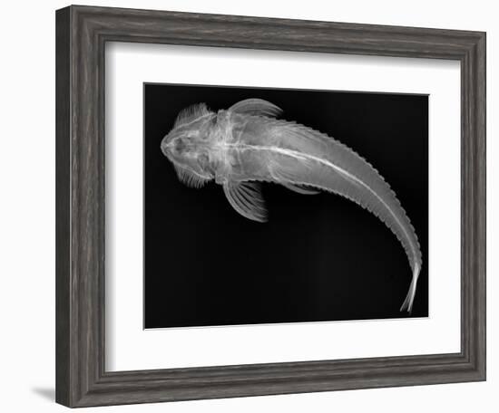 Loricariid Catfish-Sandra J. Raredon-Framed Art Print