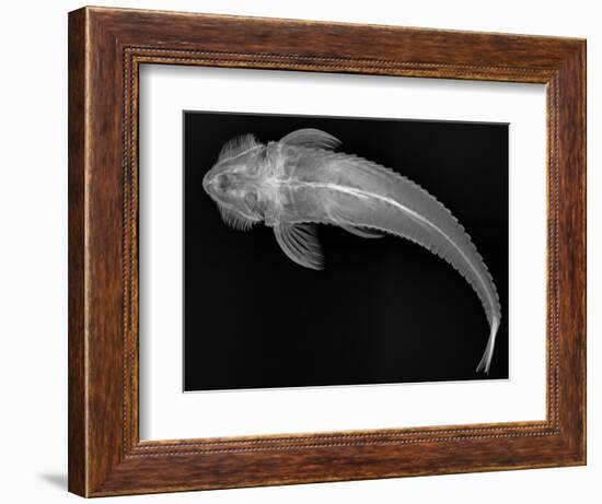 Loricariid Catfish-Sandra J. Raredon-Framed Art Print