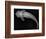 Loricariid Catfish-Sandra J. Raredon-Framed Art Print