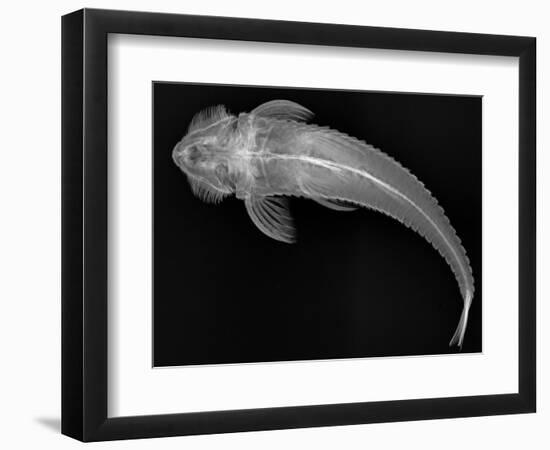 Loricariid Catfish-Sandra J. Raredon-Framed Art Print